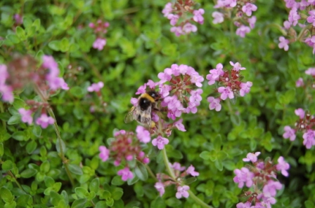 http://www.hildegard-kraeuter-garten.at/media/kraeuterwelt 2010/kraeuter-zitronenquendel1.JPG